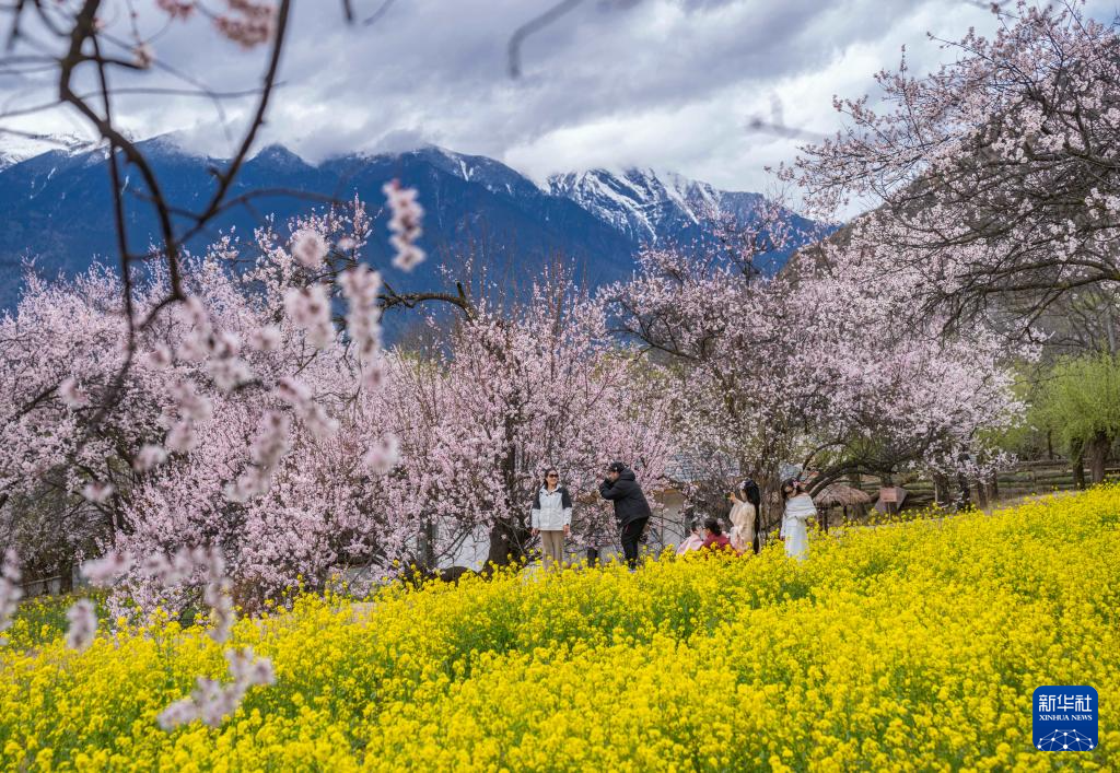 西藏林芝：观民俗 赏桃花